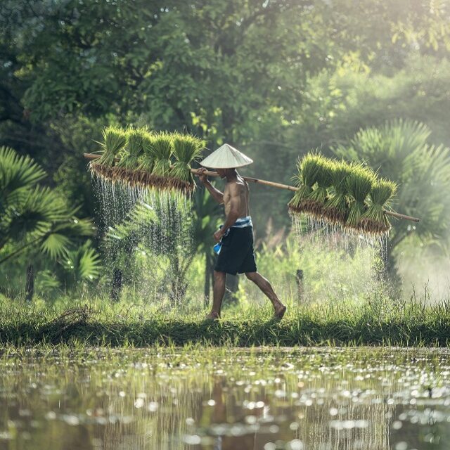 agriculture