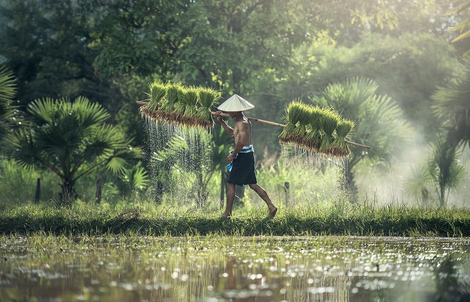agriculture